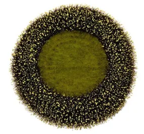 7"Dia Flower Head Yellow/Black FJ5176