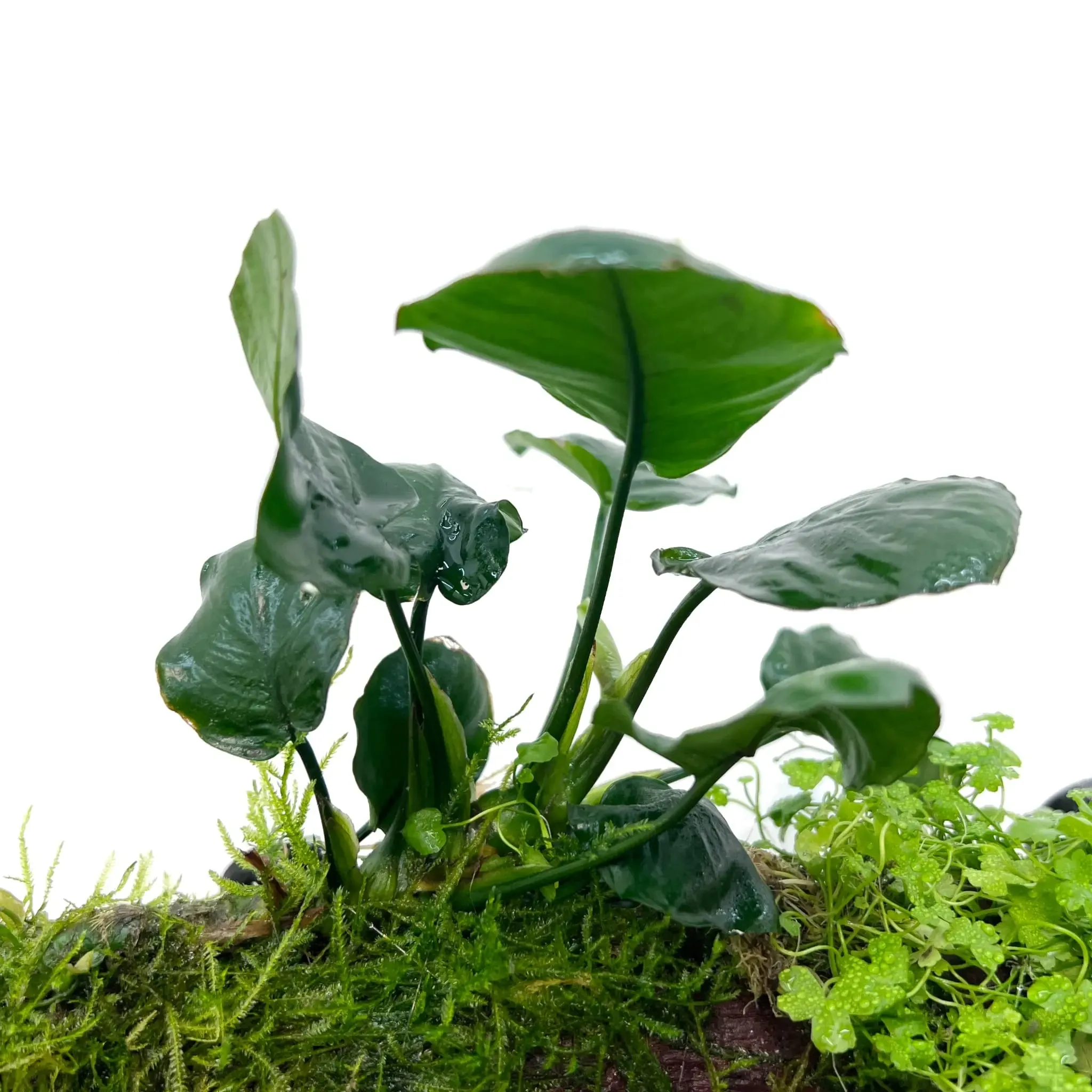 Anubias, Moss & Tripartita on Driftwood XL - Floating