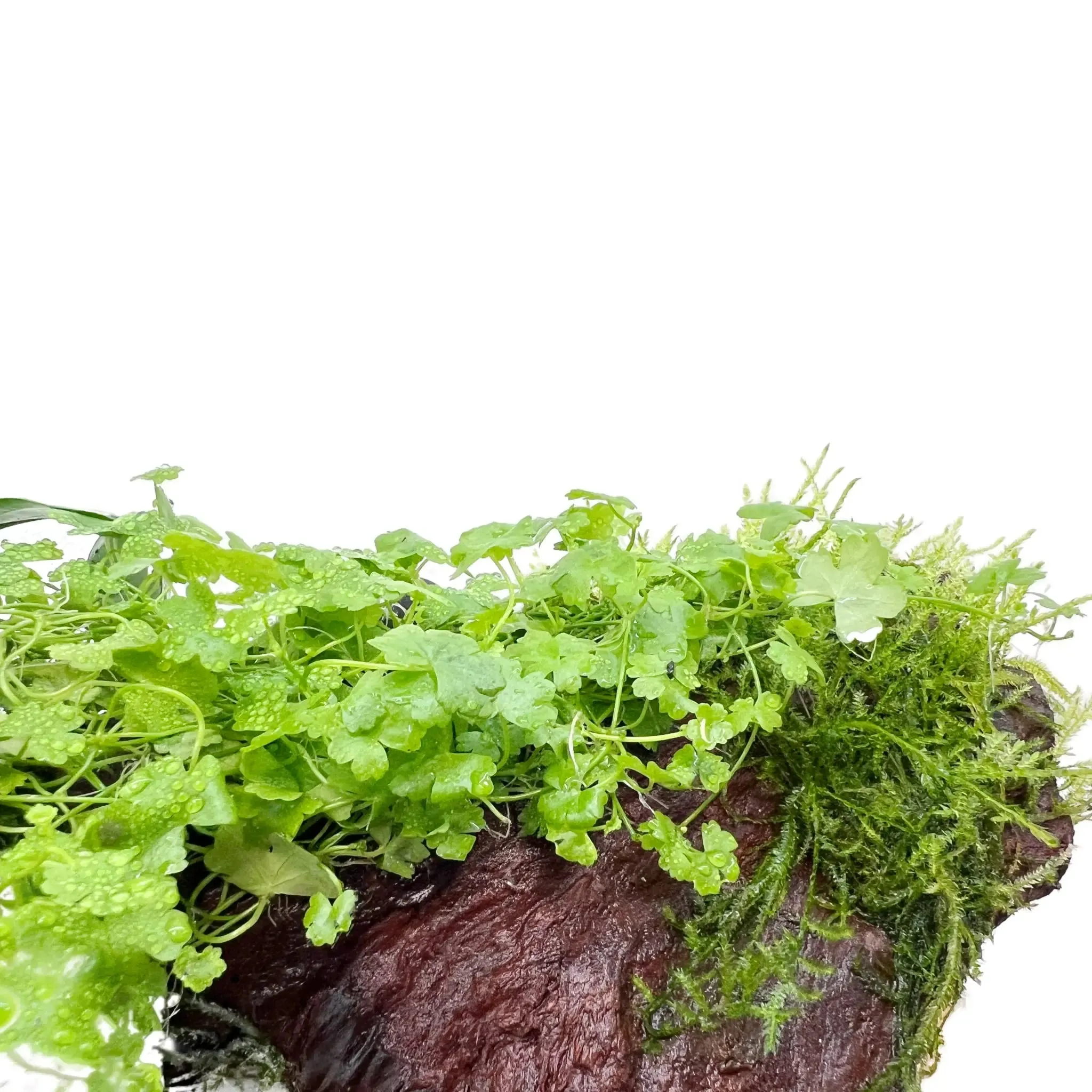 Anubias, Moss & Tripartita on Driftwood XL - Floating
