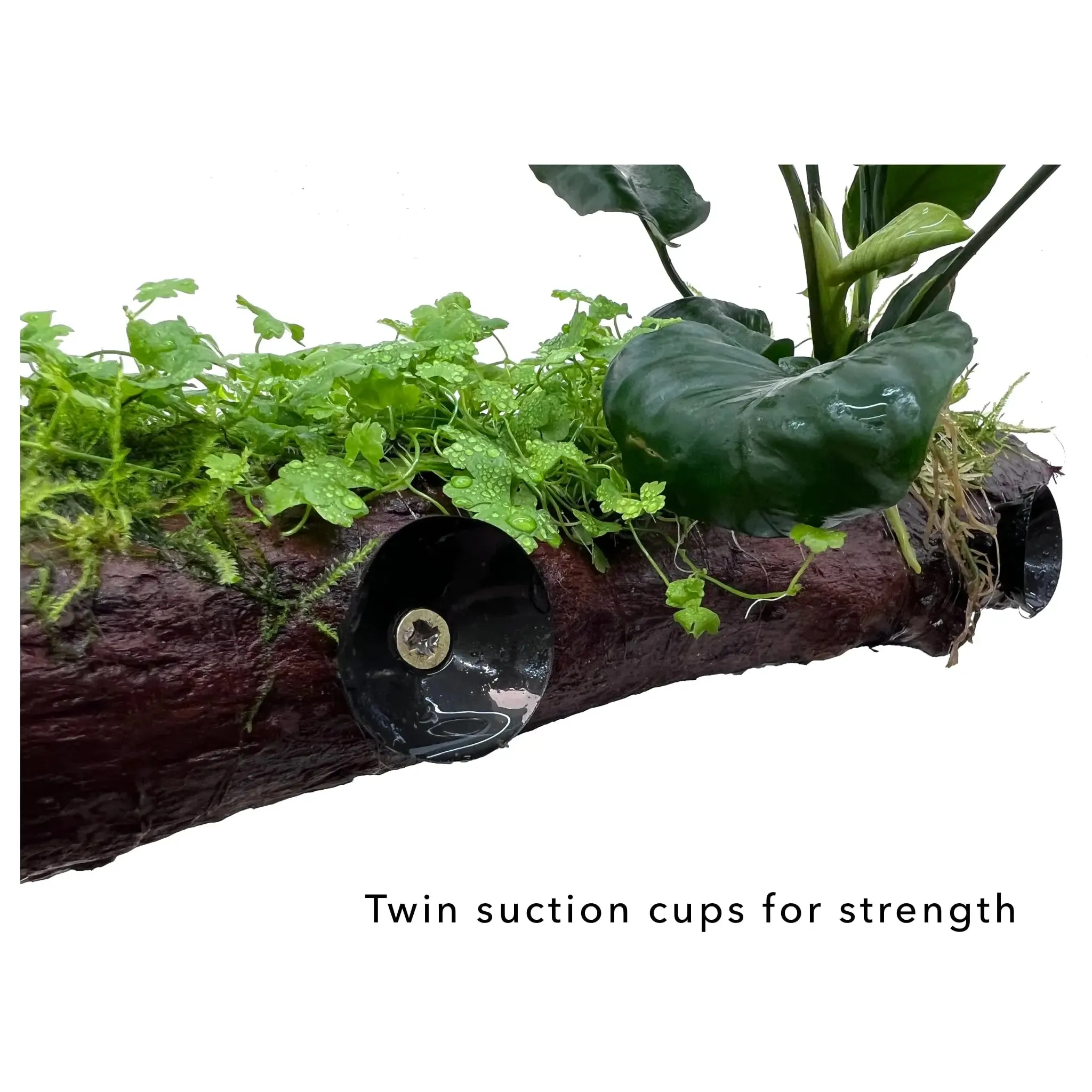 Anubias, Moss & Tripartita on Driftwood XL - Floating