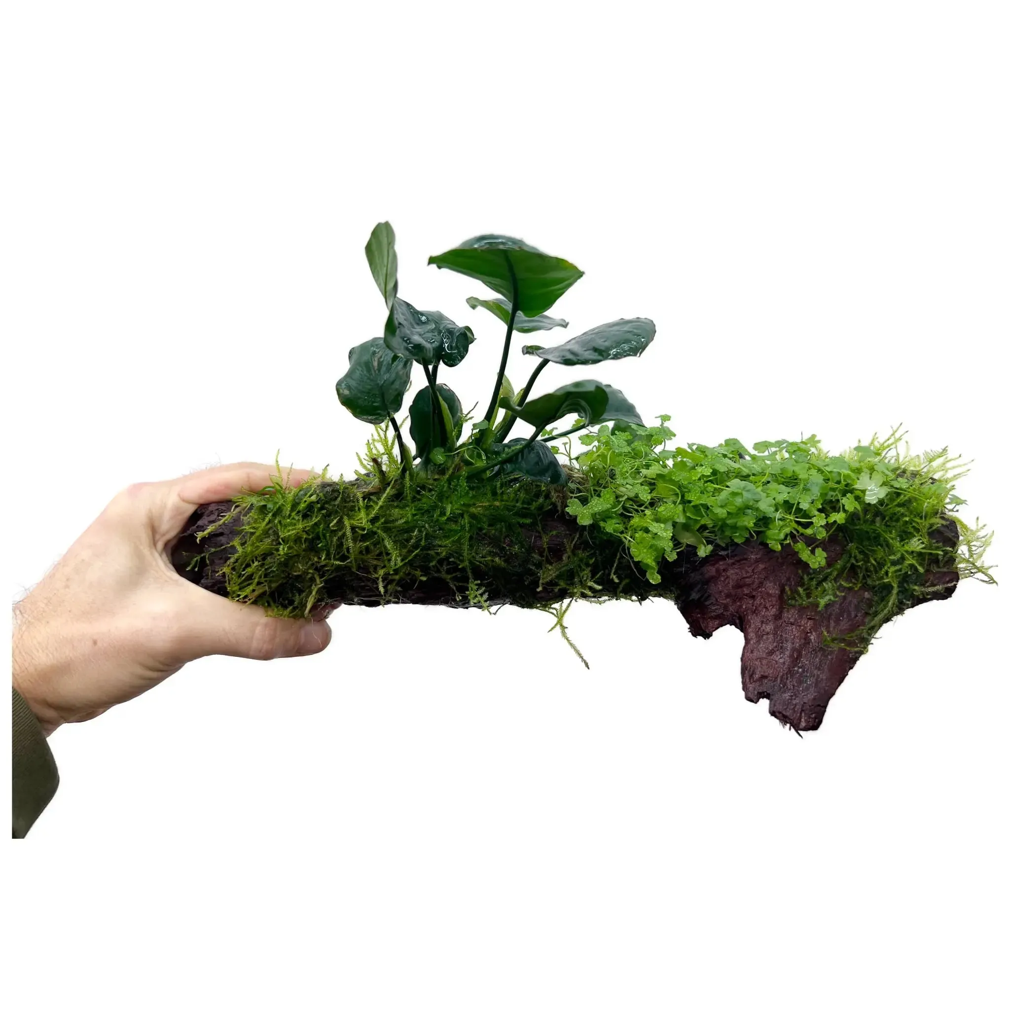 Anubias, Moss & Tripartita on Driftwood XL - Floating