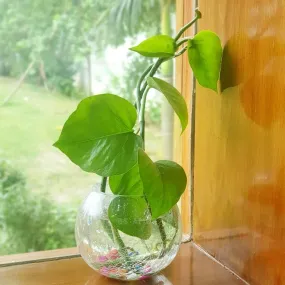 BS AMOR Glass Vase Glass Flower Vase Glass Flower Pot Glass Pot Round Vase Handmade for Decorate House Artificial Flowers Money Plants Home Decor Plants Multicolor 4x4 inch vase only (Transparent)