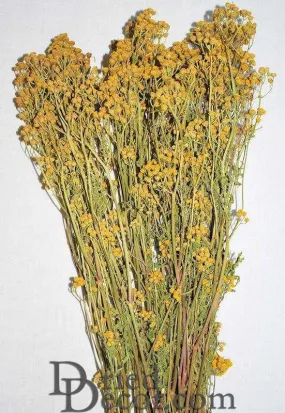 Dried Tansy Flowers