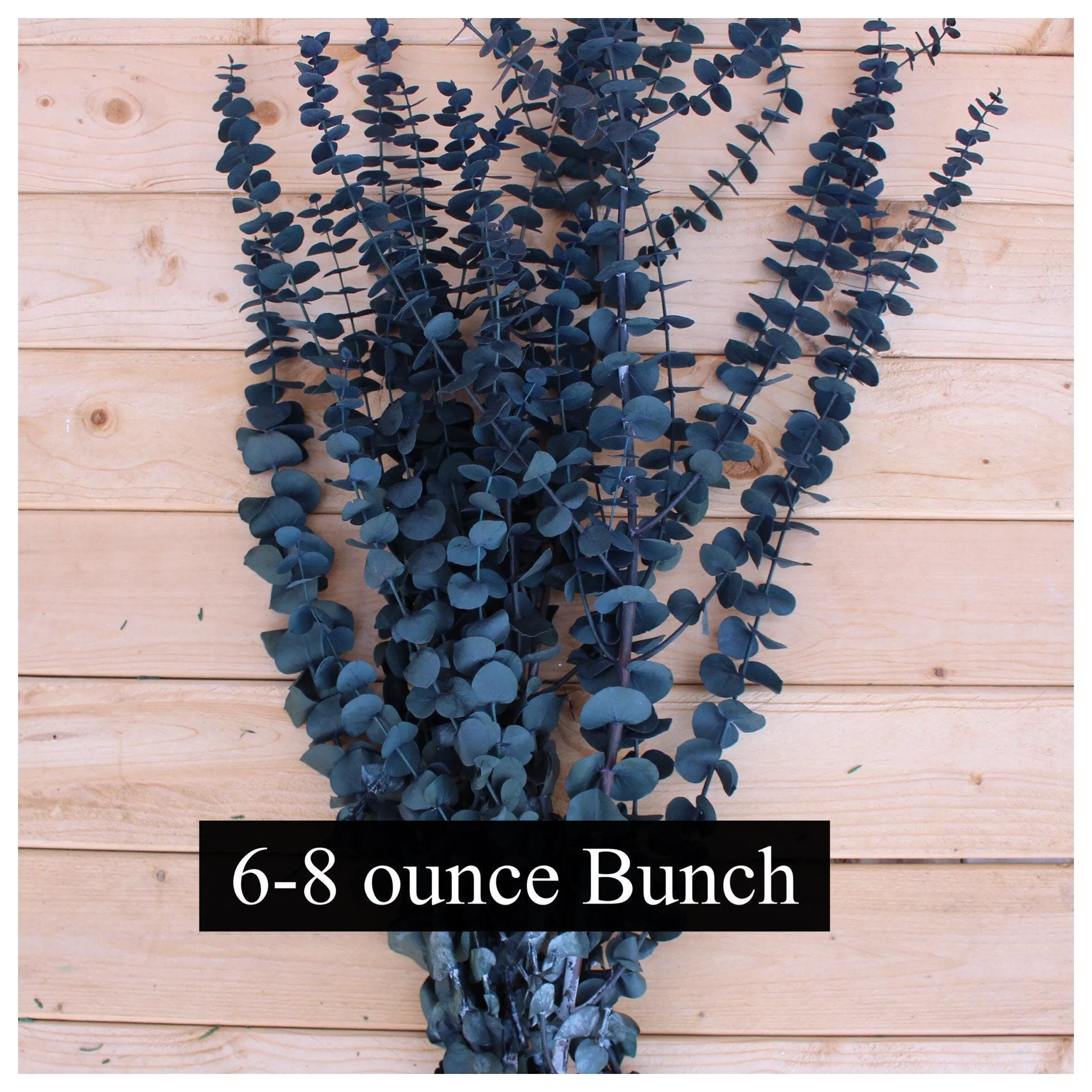 Frosted Blue Spiral Eucalyptus, preserved eucalyptus, greenery for bouquets, eucalyptus for bouquets