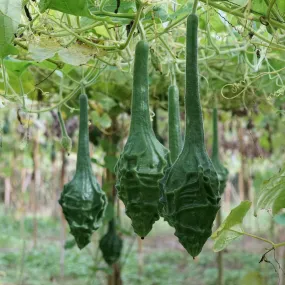 Gourd Seeds - Caveman's Club