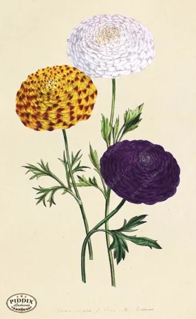 PDXC19316a -- Flowers