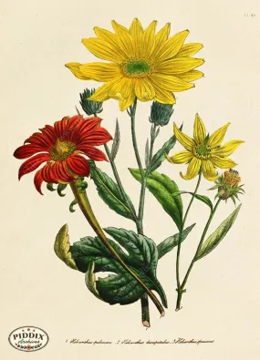 PDXC19329a -- Flowers