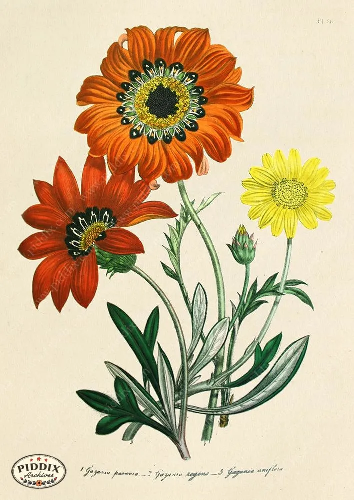 PDXC19331a -- Flowers