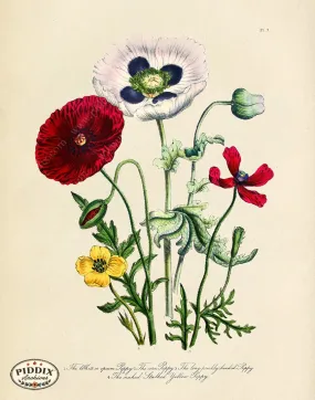 PDXC19333k -- Flowers