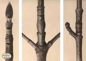 PDXC20181 -- Macro Sepia Tree Twig Branch