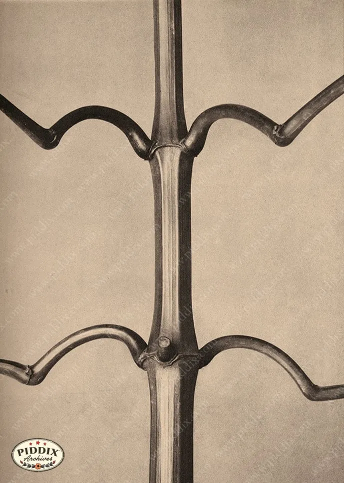 PDXC20184 -- Macro Sepia Tree Branch