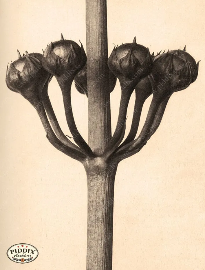 PDXC20188 -- Macro Sepia Tree Buds