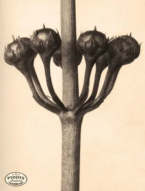 PDXC20188 -- Macro Sepia Tree Buds