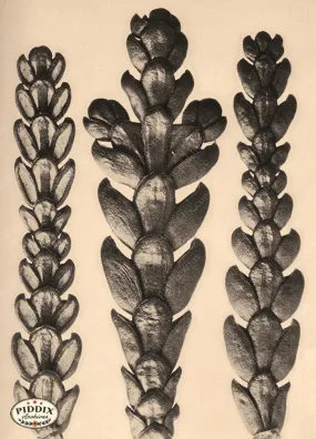 PDXC20194 -- Macro Sepia Plants