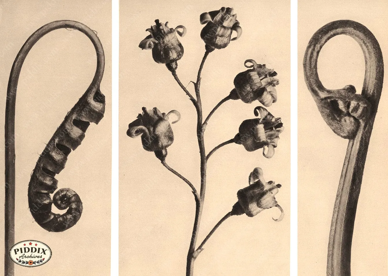 PDXC20199 -- Macro Sepia Closed Flowers Leaves