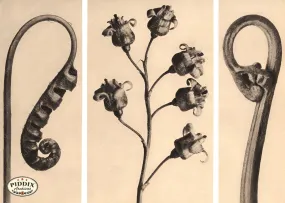 PDXC20199 -- Macro Sepia Closed Flowers Leaves