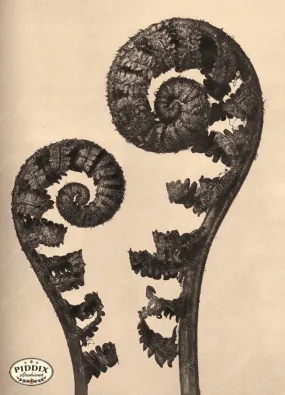 PDXC20220 -- Sepia Fern Unfurling