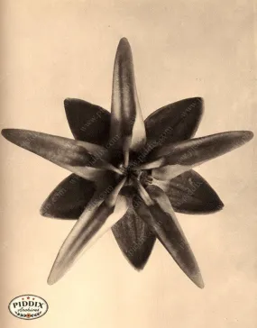 PDXC20233 -- Macro Sepia Flower