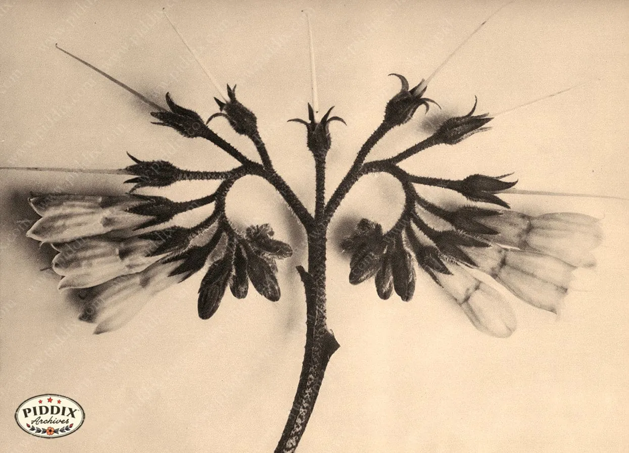 PDXC20252 -- Sepia Flowers Filament