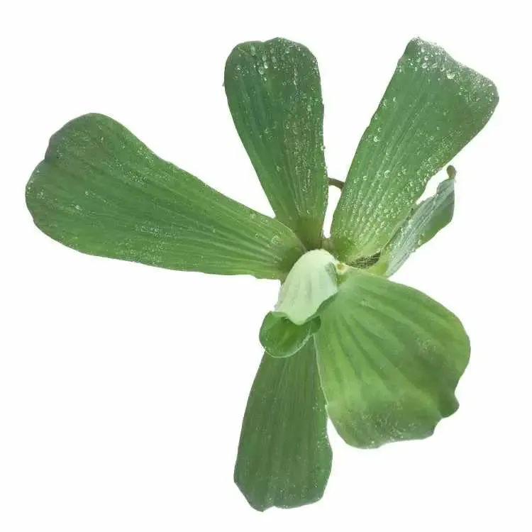 Pistia stratiotes Mini - Water Lettuce (Pack of 5)