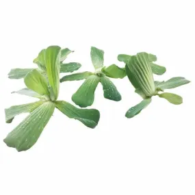Pistia stratiotes Mini - Water Lettuce (Pack of 5)