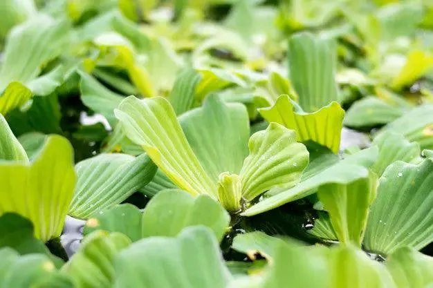 Pistia stratiotes Water Lettuce Floating - Pack of 5