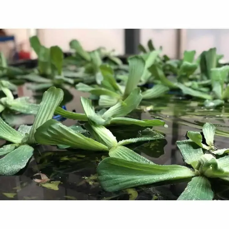Pistia stratiotes Water Lettuce Floating - Pack of 5