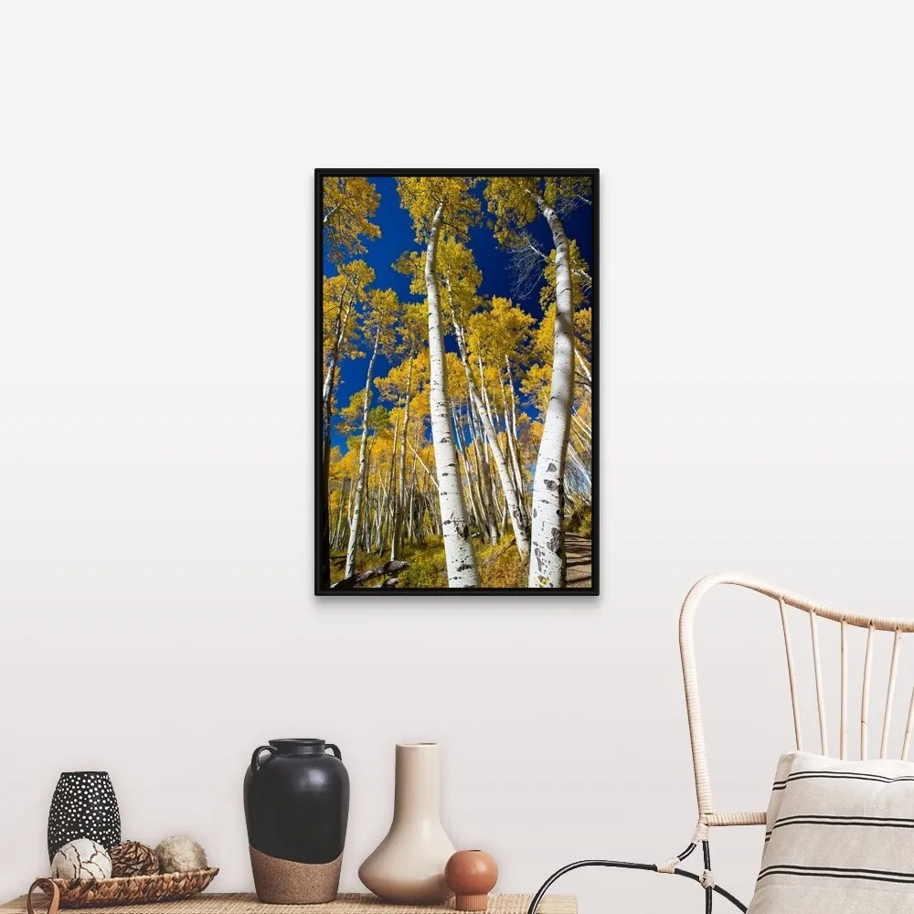 "Aspen trees in a forest, Maroon Bells, Maroon Creek Valley, Aspen, Colorado" Black Float Frame Canvas Art