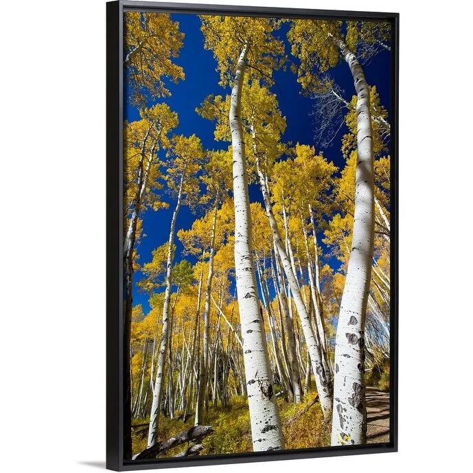 "Aspen trees in a forest, Maroon Bells, Maroon Creek Valley, Aspen, Colorado" Black Float Frame Canvas Art