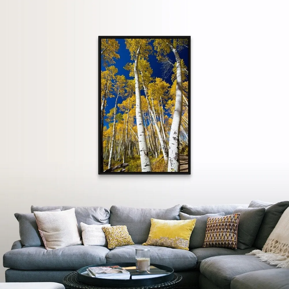 "Aspen trees in a forest, Maroon Bells, Maroon Creek Valley, Aspen, Colorado" Black Float Frame Canvas Art
