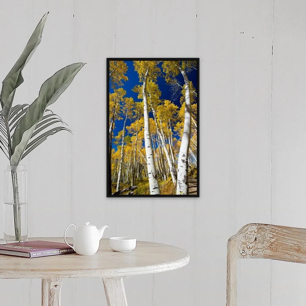 "Aspen trees in a forest, Maroon Bells, Maroon Creek Valley, Aspen, Colorado" Black Float Frame Canvas Art