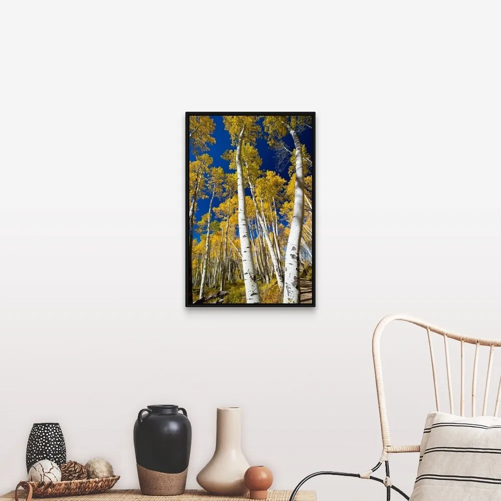 "Aspen trees in a forest, Maroon Bells, Maroon Creek Valley, Aspen, Colorado" Black Float Frame Canvas Art