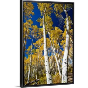 "Aspen trees in a forest, Maroon Bells, Maroon Creek Valley, Aspen, Colorado" Black Float Frame Canvas Art