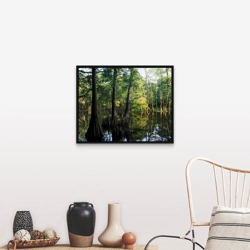 "Bald cypress trees (Taxodium distichum) in Dace Lake, Upper Pascagoula Wildli" Black Float Frame Canvas Art