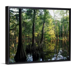 "Bald cypress trees (Taxodium distichum) in Dace Lake, Upper Pascagoula Wildli" Black Float Frame Canvas Art