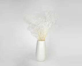 White Sparkle Stardust Gypsophila - Baby's Breath